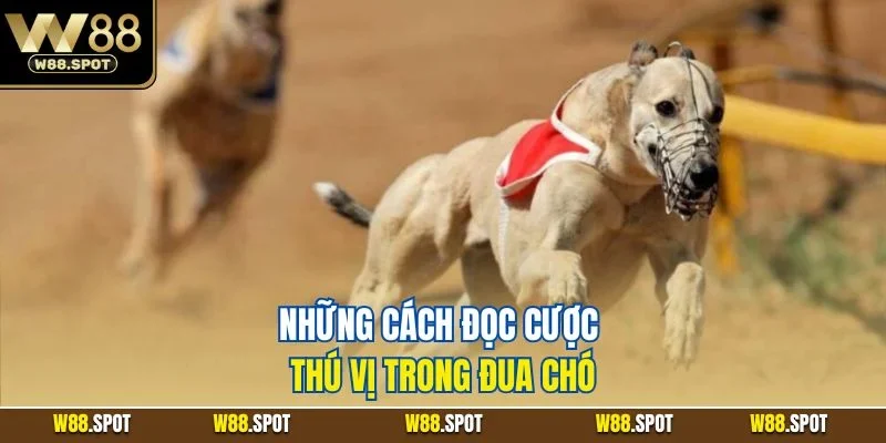 Cá Cược Đua Chó W88 | Thủ Thuật Vào Tiền Hiệu Quả 2025 3 Những cách đọc cược thú vị trong đua chó